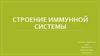 Строение иммунной системы