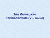 Тип иглокожие (echinodermata)