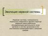 Эволюция нервной системы