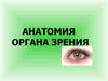 Анатомия органа зрения человека
