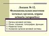 Функциональная анатомия мочевых органов