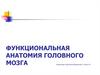 Функциональная анатомия головного мозга