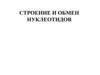 Строение и обмен нуклеотидов