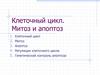 Клеточный цикл. Митоз и апоптоз
