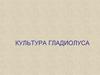 Культура гладиолуса