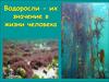 Водоросли -их значение в жизни человека