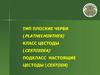 Тип Плоские черви. Класс Цестоды. Подкласс Настоящие цестоды