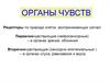 Органы чувств