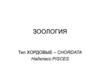 Зоология. Тип Хордовые