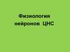 Физиология нейронов ЦНС