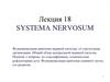 Функциональная анатомия нервной системы,