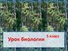Хвоя – многолетние листья хвойных. (биология 5 класс)