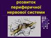Будова та розвиток периферичної нервової системи