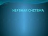 Нервная система