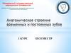 Особенности анатомии молочных зубов