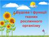 Будова і функції тканин рослинного організму