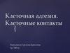 Клеточная адгезия. Клеточные контакты