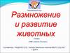 Размножение и развитие животных