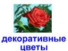 Декоративные цветы