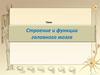 Строение и функции головного мозга