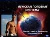 Мужская половая система