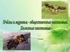 Полезные насекомые