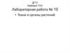 Ткани и органы растений