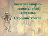Значение опорнодвигательной системы. Строение костей