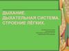 Дыхание. Дыхательная система. Строение лёгких