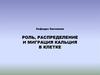 Роль, распределение и миграция кальция в клетке