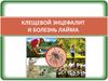 Клещевой энцефалит и болезнь Лайма