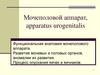 Функциональная анатомия мочеполового аппарата
