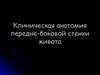 Клиническая анатомия передне-боковой стенки живота