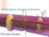 Мембранные системы транспорта
