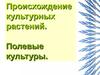 Происхождение культурных растений. Полевые культуры