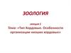 Тип Хордовые. Особенности организации низших хордовых