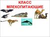 Класс млекопитающие