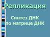 Репликация. Синтез ДНК по матрице ДНК