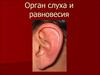 Орган слуха и равновесия