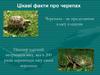 Цікаві факти про черепах