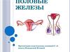 Половые железы