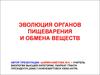 Эволюция органов пищеварения и обмена веществ