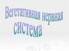 Вегетативная нервная система