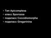 Тип Apicomplexa, класс Sporozoa, подкласс Coccidiomorpha, подкласс Gregarinina