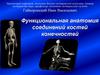 Функциональная анатомия соединений костей конечностей