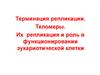 Терминация репликации. Теломеры. Их репликация и роль в функционировании эукариотической клетки