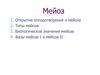 Мейоз. Типы и фазы мейоза
