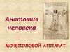 Анатомия человека