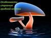 Особенности строения грибной клетки
