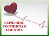 Сердечно-сосудистая система